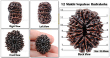Load image into Gallery viewer, 12 mukhi Nepalese Rudraksha - Bead No. 18
