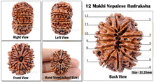Load image into Gallery viewer, 12 Mukhi Nepalese Rudraksha - Bead No. 21
