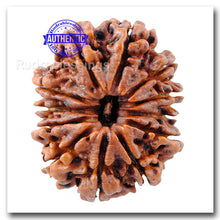 Load image into Gallery viewer, 12 Mukhi Nepalese Rudraksha - Bead No. 21