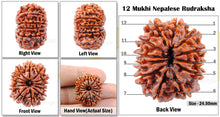 Load image into Gallery viewer, 12 Mukhi Nepalese Rudraksha - Bead No. 22