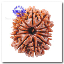 Load image into Gallery viewer, 12 Mukhi Nepalese Rudraksha - Bead No. 22