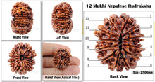 Load image into Gallery viewer, 12 Mukhi Nepalese Rudraksha - Bead No 23