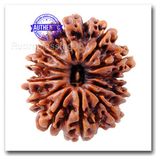 Load image into Gallery viewer, 12 Mukhi Nepalese Rudraksha - Bead No 23