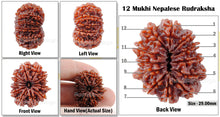 Load image into Gallery viewer, 12 Mukhi Nepalese Rudraksha - Bead No. 25