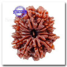 Load image into Gallery viewer, 12 Mukhi Nepalese Rudraksha - Bead No. 25
