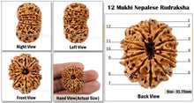 Load image into Gallery viewer, 12 Mukhi Nepalese Rudraksha - Bead No. 51