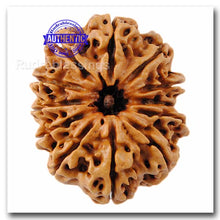 Load image into Gallery viewer, 12 Mukhi Nepalese Rudraksha - Bead No. 51