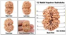Load image into Gallery viewer, 12 Mukhi Nepalese Rudraksha - Bead No. 61