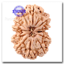 Load image into Gallery viewer, 12 Mukhi Nepalese Rudraksha - Bead No. 61