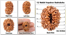 Load image into Gallery viewer, 12 Mukhi Nepalese Rudraksha - Bead No. 65