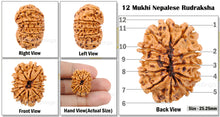 Load image into Gallery viewer, 12 Mukhi Nepalese Rudraksha - Bead No. 124