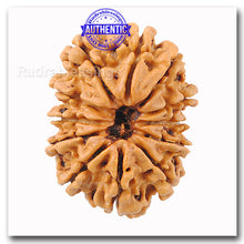 Load image into Gallery viewer, 12 Mukhi Nepalese Rudraksha - Bead No. 124
