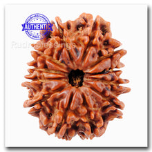 Load image into Gallery viewer, 12 Mukhi Nepalese Rudraksha - Bead No. 126