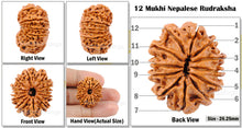 Load image into Gallery viewer, 12 Mukhi Nepalese Rudraksha - Bead No. 127