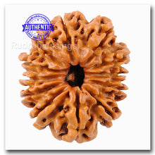 Load image into Gallery viewer, 12 Mukhi Nepalese Rudraksha - Bead No. 127