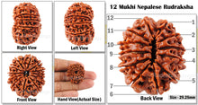 Load image into Gallery viewer, 12 Mukhi Nepalese Rudraksha - Bead No. 34