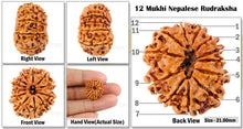 Load image into Gallery viewer, 12 Mukhi Nepalese Rudraksha - Bead No. 41