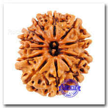 Load image into Gallery viewer, 12 Mukhi Nepalese Rudraksha - Bead No. 41