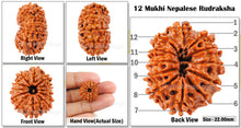 Load image into Gallery viewer, 12 Mukhi Nepalese Rudraksha - Bead No. 43