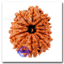 Load image into Gallery viewer, 12 Mukhi Nepalese Rudraksha - Bead No. 43