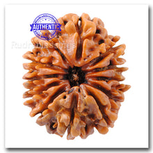 Load image into Gallery viewer, 12 Mukhi Nepalese Rudraksha - Bead No. 100