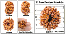 Load image into Gallery viewer, 12 Mukhi Nepalese Rudraksha - Bead No. 101