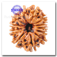 Load image into Gallery viewer, 12 Mukhi Nepalese Rudraksha - Bead No. 101