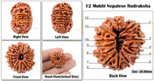 Load image into Gallery viewer, 12 Mukhi Nepalese Rudraksha - Bead No. 109