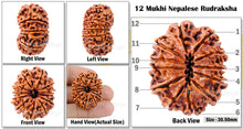 Load image into Gallery viewer, 12 Mukhi Nepalese Rudraksha - Bead No. 11
