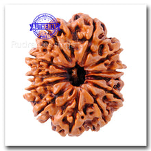 Load image into Gallery viewer, 12 Mukhi Nepalese Rudraksha - Bead No. 11