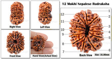 Load image into Gallery viewer, 12 Mukhi Nepalese Rudraksha - Bead No. 12