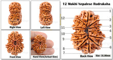 Load image into Gallery viewer, 12 Mukhi Nepalese Rudraksha - Bead No. 13
