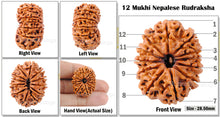 Load image into Gallery viewer, 12 Mukhi Nepalese Rudraksha - Bead No. 26