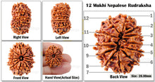 Load image into Gallery viewer, 12 Mukhi Nepalese Rudraksha - Bead No. 30