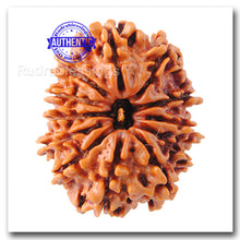 Load image into Gallery viewer, 12 Mukhi Nepalese Rudraksha - Bead No. 30