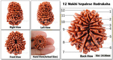 Load image into Gallery viewer, 12 Mukhi Nepalese Rudraksha - Bead No. 31