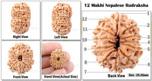 Load image into Gallery viewer, 12 Mukhi Nepalese Rudraksha - Bead No. 1