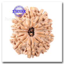 Load image into Gallery viewer, 12 Mukhi Nepalese Rudraksha - Bead No. 1