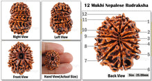 Load image into Gallery viewer, 12 Mukhi Nepalese Rudraksha - Bead No. 48