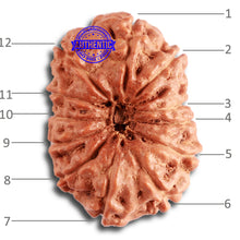 Load image into Gallery viewer, 12 Mukhi Indonesian Rudraksha - Bead No. 269