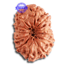 Load image into Gallery viewer, 12 Mukhi Indonesian Rudraksha - Bead No. 269
