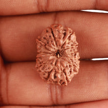 Load image into Gallery viewer, 12 Mukhi Indonesian Rudraksha - Bead No. 269
