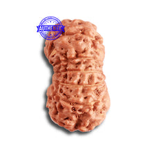 Load image into Gallery viewer, 12 Mukhi Indonesian Rudraksha - Bead No. 269