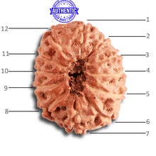 Load image into Gallery viewer, 12 Mukhi Indonesian Rudraksha - Bead No. 270