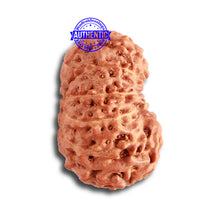Load image into Gallery viewer, 12 Mukhi Indonesian Rudraksha - Bead No. 270