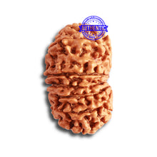Load image into Gallery viewer, 12 Mukhi Nepalese Rudraksha - Bead No 272