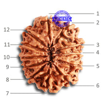 Load image into Gallery viewer, 12 Mukhi Nepalese Rudraksha - Bead No 273
