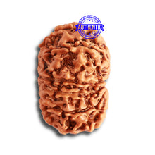 Load image into Gallery viewer, 12 Mukhi Nepalese Rudraksha - Bead No 273