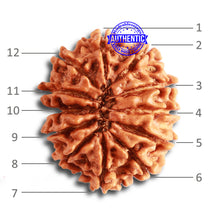 Load image into Gallery viewer, 12 Mukhi Nepalese Rudraksha - Bead No 274