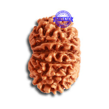 Load image into Gallery viewer, 12 Mukhi Nepalese Rudraksha - Bead No 274